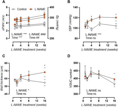 Aortic Stiffness in L-NAME Treated C57Bl/6 Mice Displays a Shift From Early Endothelial Dysfunction to Late-Term Vascular Smooth Muscle Cell Dysfunction